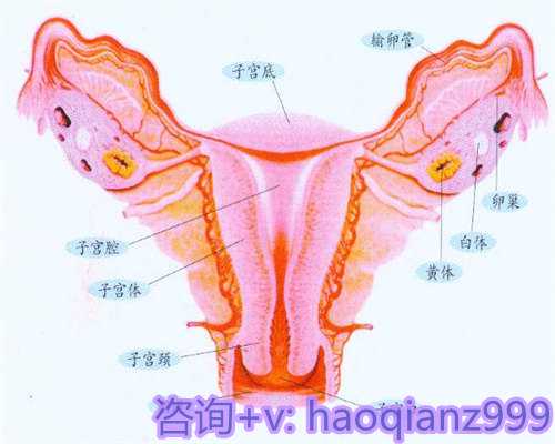 杭州助孕试管助孕服务(杭州哪里可以助孕)